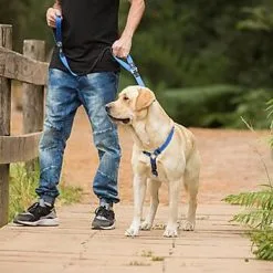 Rogz - Laisse Control Lead Anti-choc Pour Chien - Noir 11 Rogz - Laisse Control Lead Anti-choc Pour Chien - Noir -nourriture pour chien Soldes 2023 25866