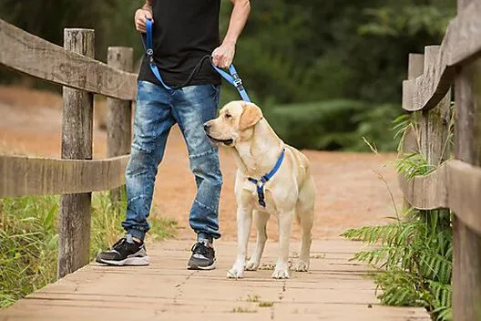 Rogz - Laisse Control Lead Anti-choc Pour Chien - Noir 7 Rogz - Laisse Control Lead Anti-choc Pour Chien - Noir – Image 5