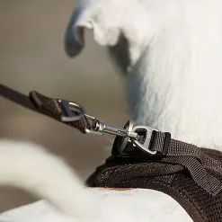 Curli - Laisse Basic En Noir Pour Chiens - L -nourriture pour chien Soldes 2023 40002