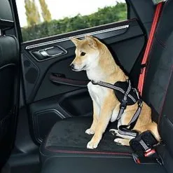 Bobby - Laisse Avec Attache Sécurité Voiture Fuchsia Pour Chien 11 Bobby - Laisse Avec Attache Sécurité Voiture Fuchsia Pour Chien -nourriture pour chien Soldes 2023 40684