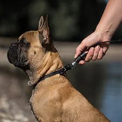 Goleygo - Laisse Plate Réglable Noir Pour Chien - S -nourriture pour chien Soldes 2023 47704