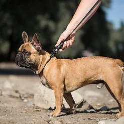 Goleygo - Laisse Plate Réglable Noir Pour Chien - S -nourriture pour chien Soldes 2023 47705