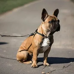 Goleygo - Laisse Plate Réglable Noir Pour Chien - M -nourriture pour chien Soldes 2023 47721