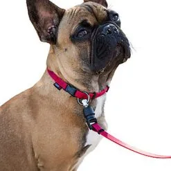 Goleygo - Laisse Plate Réglable Rouge Pour Chien - M -nourriture pour chien Soldes 2023 47722