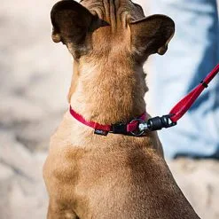 Goleygo - Laisse Plate Réglable Rouge Pour Chien - M -nourriture pour chien Soldes 2023 47727