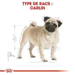 Royal Canin - Croquettes Carlin Pour Chien Adulte - 1,5Kg -nourriture pour chien Soldes 2023 67334