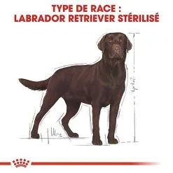 Royal Canin - Croquettes Labrador Pour Chien Stérilisé - 12Kg -nourriture pour chien Soldes 2023 67585