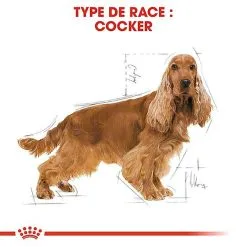Royal Canin - Croquettes Cocker Pour Chien Adulte -nourriture pour chien Soldes 2023 67778