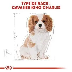 Royal Canin - Croquettes Cavalier King Charles Junior Pour Chiot - 1,5Kg 14 Royal Canin - Croquettes Cavalier King Charles Junior Pour Chiot - 1,5Kg -nourriture pour chien Soldes 2023 67812