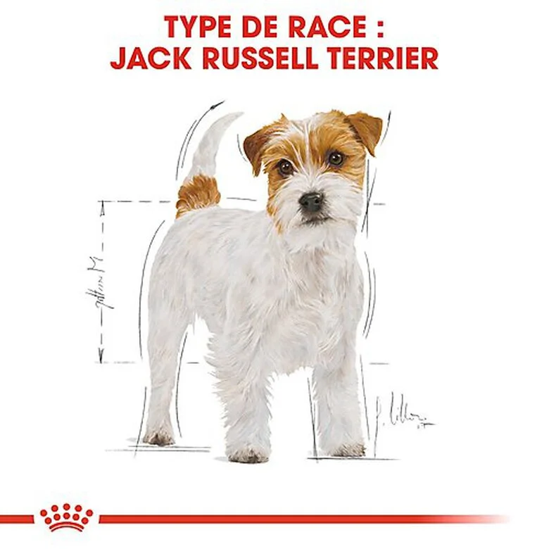 Royal Canin - Croquettes Jack Russel Terrier Pour Chien Adulte 4 Royal Canin - Croquettes Jack Russel Terrier Pour Chien Adulte – Image 2