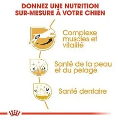 Royal Canin - Croquettes Jack Russel Terrier Pour Chien Adulte 15 Royal Canin - Croquettes Jack Russel Terrier Pour Chien Adulte -nourriture pour chien Soldes 2023 67834