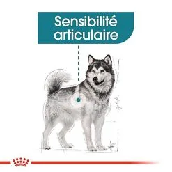 Royal Canin - Croquettes Maxi Joint Care Pour Chien - 10Kg -nourriture pour chien Soldes 2023 68091