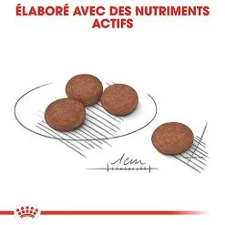 Royal Canin - Croquettes Mini Digestive Care Pour Chien - 3Kg -nourriture pour chien Soldes 2023 68124