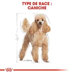 Royal Canin - Croquettes Poodle Adult Caniche Pour Chien - 1,5Kg -nourriture pour chien Soldes 2023 74391