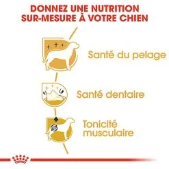 Royal Canin - Croquettes Poodle Adult Caniche Pour Chien - 1,5Kg -nourriture pour chien Soldes 2023 74392