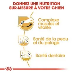 Royal Canin - Croquettes Jack Russell Adult Pour Chiens - 1,5Kg -nourriture pour chien Soldes 2023 74445