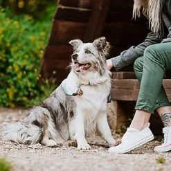 Tickless - Médaillon Ecopet Antiparasitaire Ultrason Pour Chiens Et Chats - 3,8cm -nourriture pour chien Soldes 2023 76336