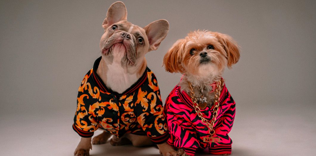 nourriture pour chien Soldes 2023 -nourriture pour chien Soldes 2023 karsten winegeart qy0bhykaq0e unsplash