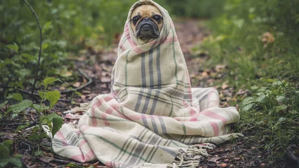 nourriture pour chien Soldes 2023 -nourriture pour chien Soldes 2023 zara lance une nouvelle ligne de vetements pour animaux de compagnie min