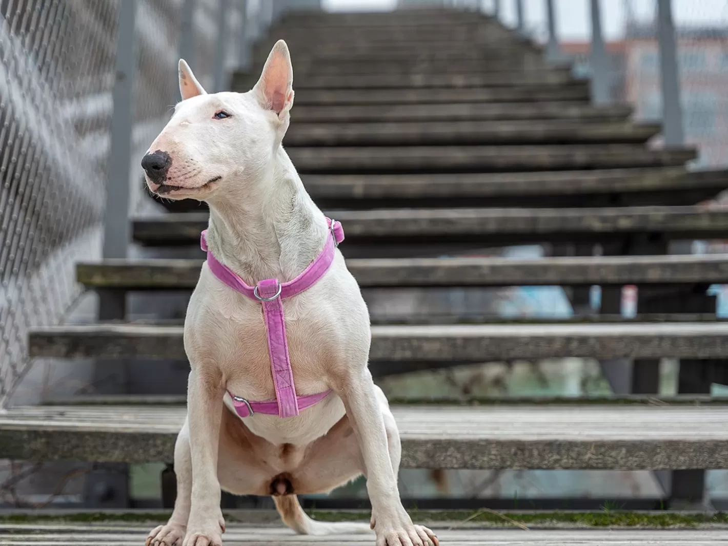 Bandana Venice Pink | French Bandit New