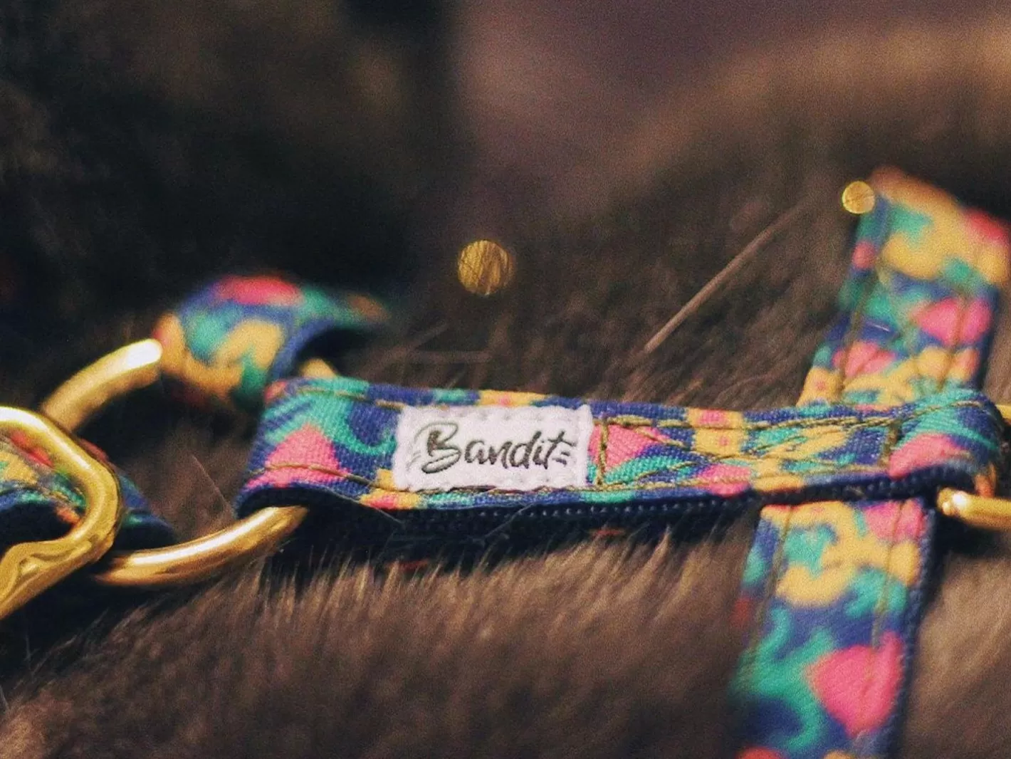 Bollywoof | French Bandit Sale