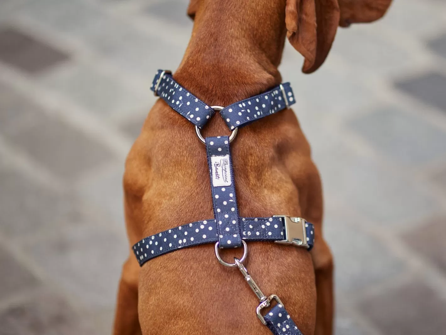 Bonpoint Bandit - Bleu | French Bandit Cheap
