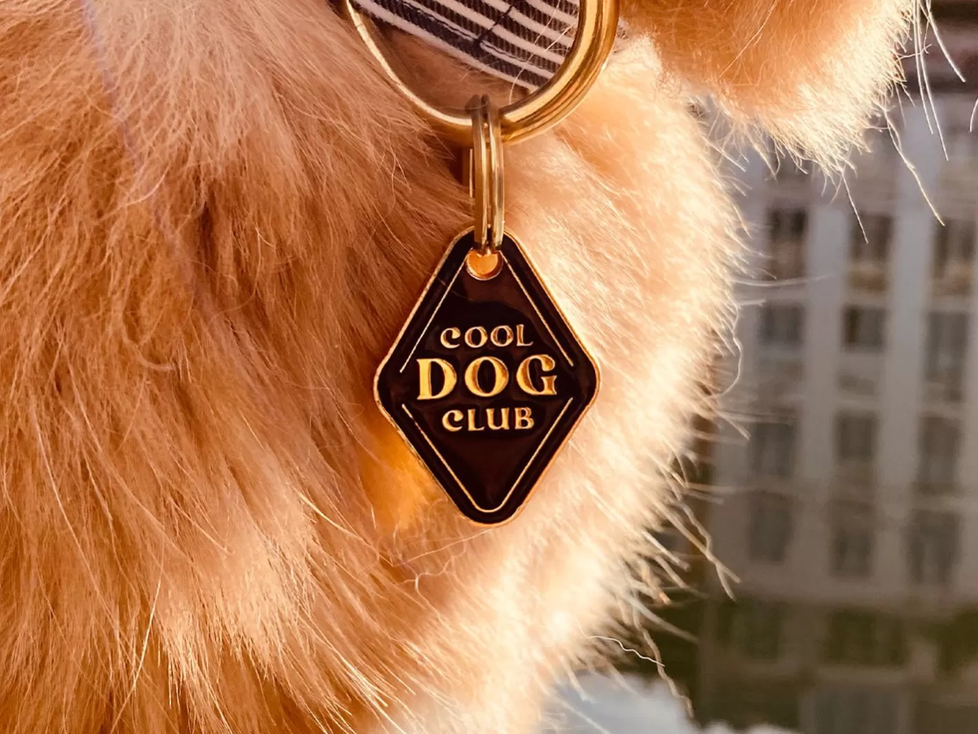 Dog'S Club | French Bandit Cheap