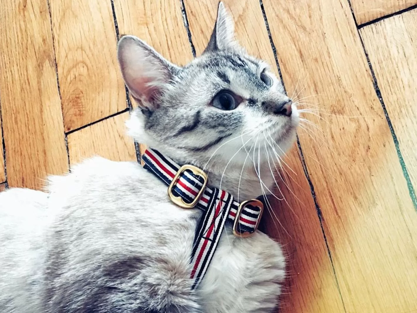 The French Banban | French Bandit Fashion